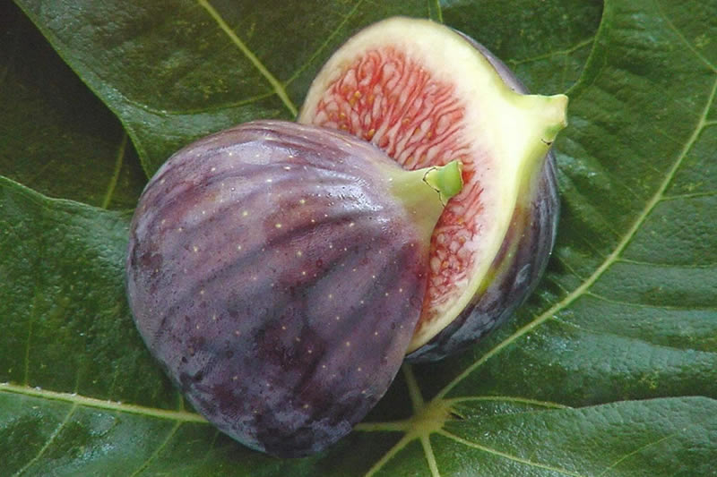 Fig